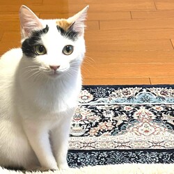 in春日井市☆保護猫たちの臨時譲渡会2023年2月23日（木）～ 非営利団体「ちーむ にゃいんず」