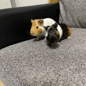 【イングリッシュモルモット】オス2匹