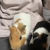 【イングリッシュモルモット】オス2匹 サムネイル3