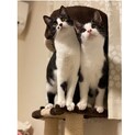 ★とっても穏やかな仔猫兄妹★