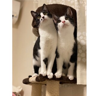 ★とっても穏やかな仔猫兄妹★