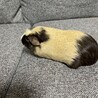 【クレステッドモルモット】メス1匹 サムネイル2