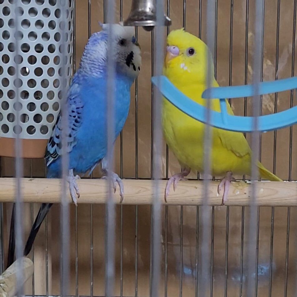 たくあんのカバー写真