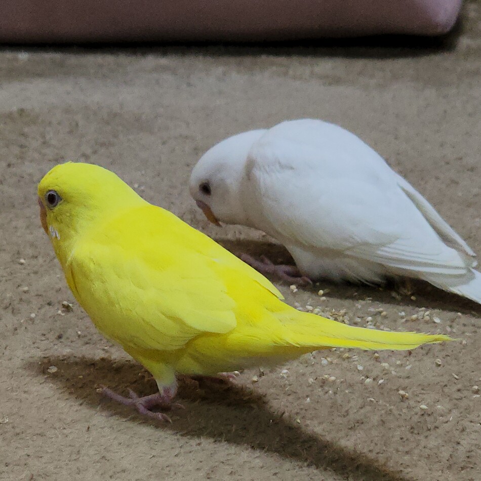 かくてきのカバー写真