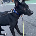 信玄の優しい家族を探しています