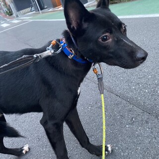 信玄の優しい家族を探しています