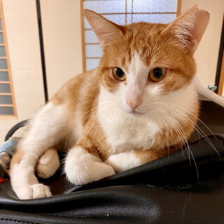 美人兄妹のみかんちゃん