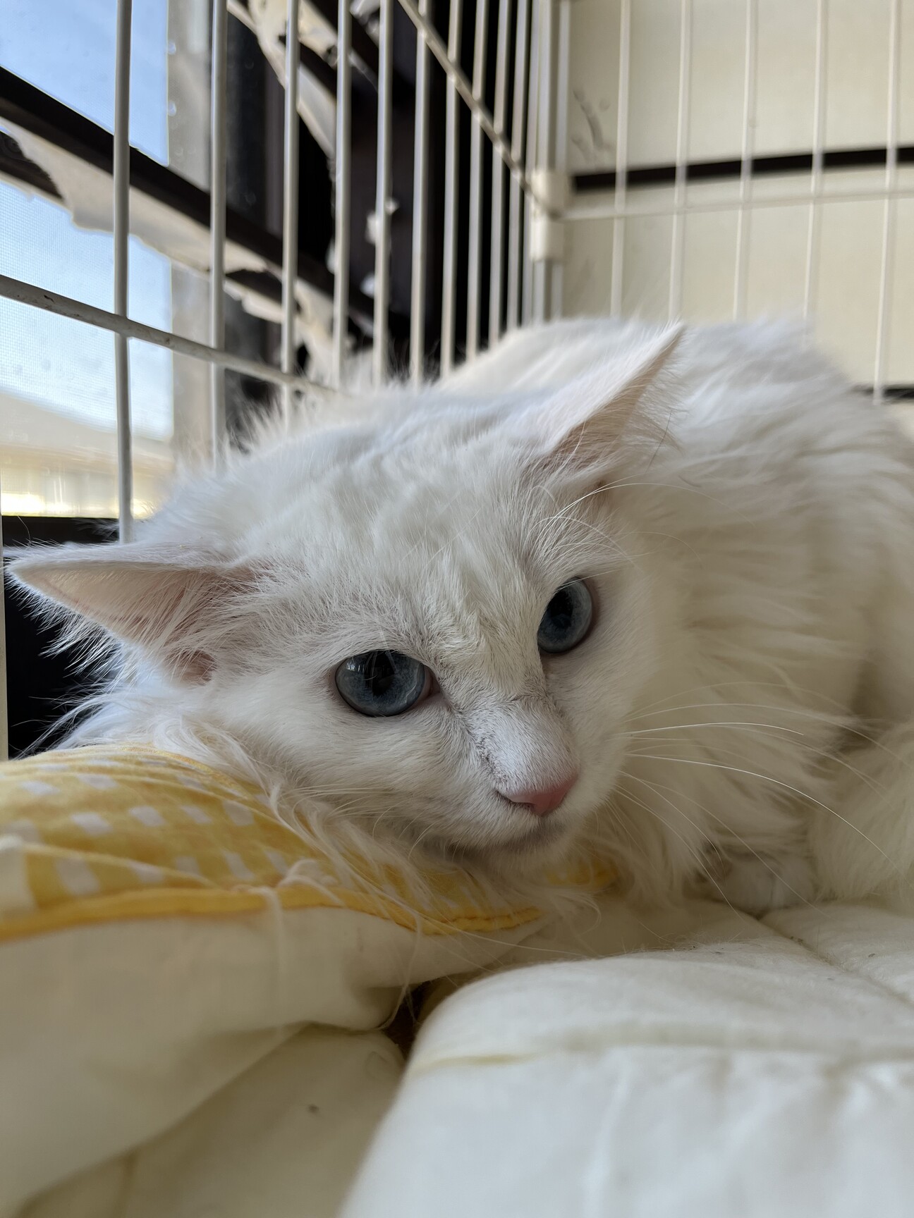 白猫長毛 女の子 」大阪府 - 猫の里親募集(443971) :: ペットのおうち