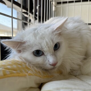白猫長毛　女の子　