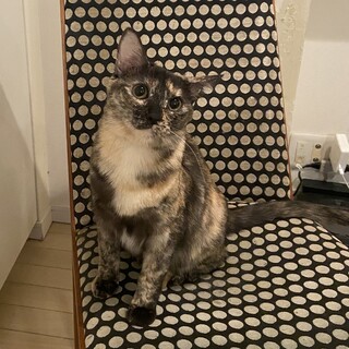 【トライアル決定】超甘えん坊★優しいサビ猫