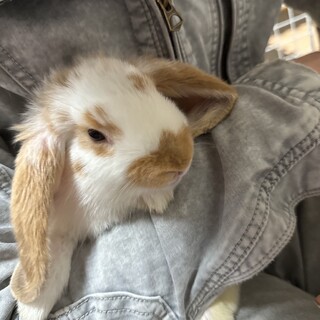 3ヶ月オスのロップイヤー