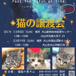 猫の譲渡会 @犬山市動物総合医療センター