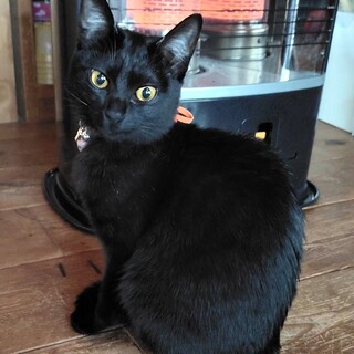 穏やかで優しい黒色美猫さん♥ナナ