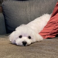マギー
