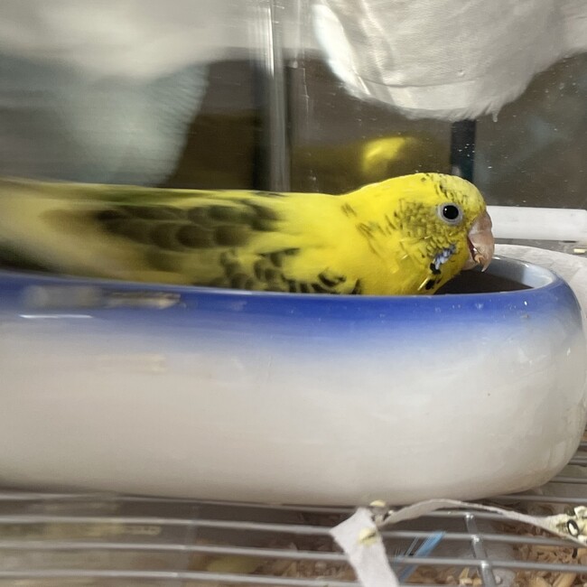 とりかい うにのカバー写真