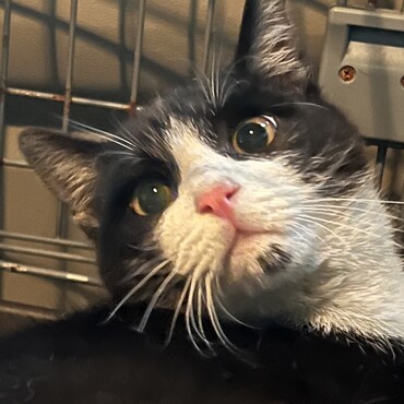 甘えん坊のソイ君。ママ猫さんから離れ離れになってしまって…