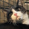 甘えん坊のソイ君。ママ猫さんから離れ離れになってしまって…