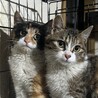 横浜本牧猫ハウス