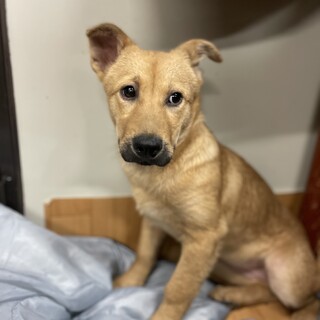 ビビリですが犬にはフレンドリー♀