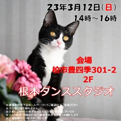 【柏市】3/12（日）根本ダンススタジオ保護猫譲渡会 サムネイル1