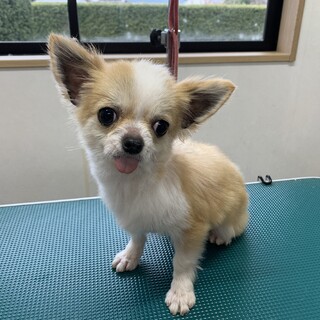 チワワ の女の子！