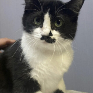 お鼻模様が可愛い　シナモンちゃん