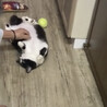 お鼻模様が可愛い　シナモンちゃん サムネイル3