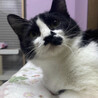 お鼻模様が可愛い　シナモンちゃん サムネイル4