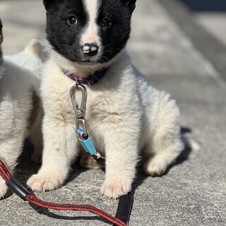 一旦募集停止します里親様急募