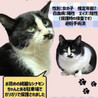お鼻模様が可愛い　シナモンちゃん サムネイル5