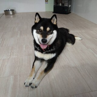 柴犬　3歳　♂男の子　エース君