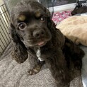 アメリカンコッカースパニエル引退犬