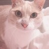 ぬこ