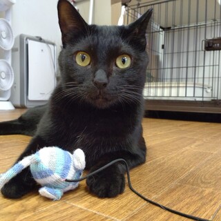 控えめな大和撫子☆　ニャーコ♀