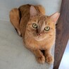 【多頭崩壊レスキュー】映え写真しか撮れない美猫さん