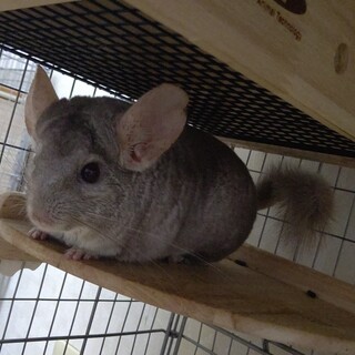 チンチラの里親募集