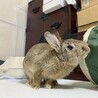 保護うさぎ 平野くん（師走っこ） サムネイル5