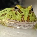 亀カエルまとめてお願いします