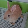 師走っこ　うたちゃん サムネイル2