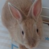 師走っこ　うたちゃん サムネイル3