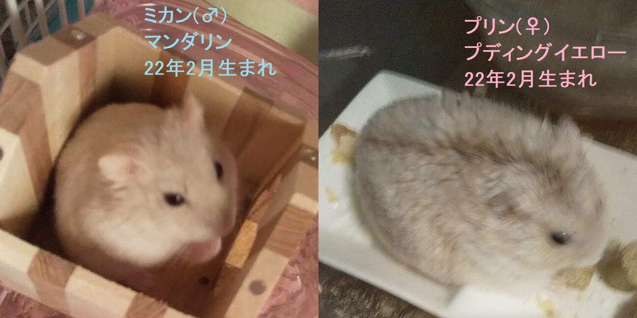 ジャンガリアンハムスター」北海道 - 小動物の里親募集(448756