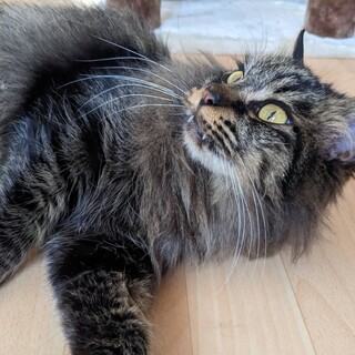 モフモフキジのホワンちゃん