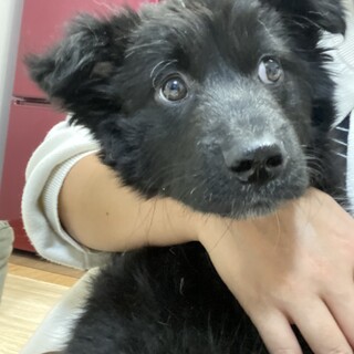 募集停止いたします。