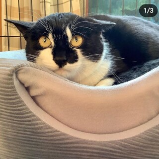 雪の日もテトラポットが寝床でした