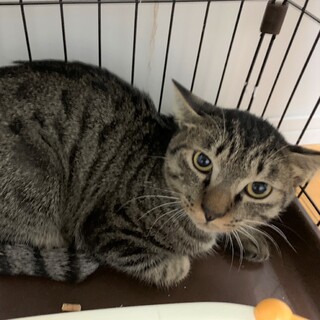 かわいいお顔をしたキジの男の子【まもる】