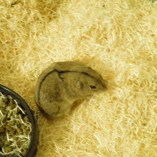 ステップレミング　オス1匹