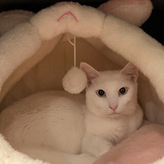 【シャルル】スリゴロで大きな白猫さん