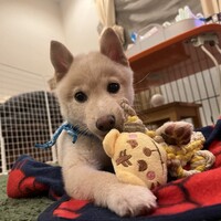しろ
