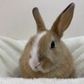 保護うさぎ イザナミノミコトちゃん（師走っこ2世）
