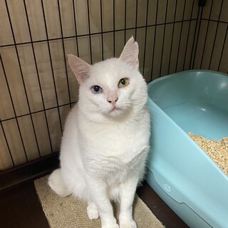 オッドアイの白猫くん